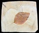 Paleocene Fossil Leaf (Ficus) - Montana #56207-1